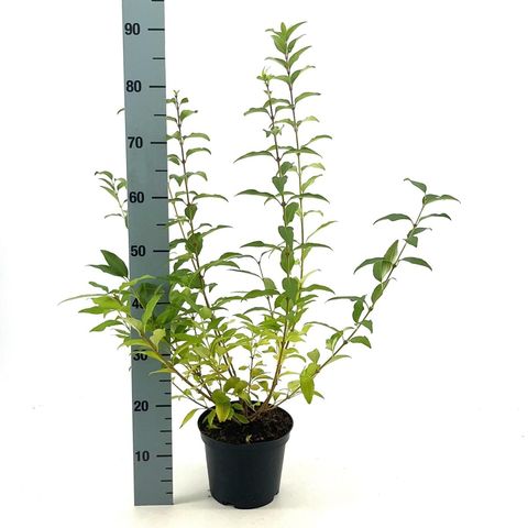 Forsythia x intermedia MINIGOLD