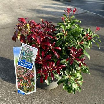 Pieris japonica 'Katsura'