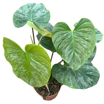 Philodendron 'Majestic'