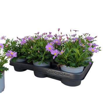 Brachyscome BRASCO VIOLET