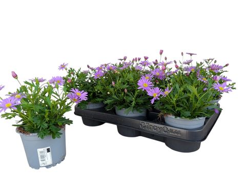 Brachyscome BRASCO VIOLET