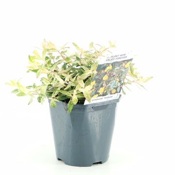 Hypericum x moserianum 'Tricolor'