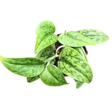 Scindapsus pictus 'Green Army'