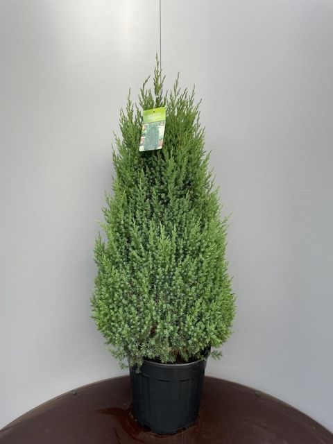 Juniperus chinensis 'Stricta'