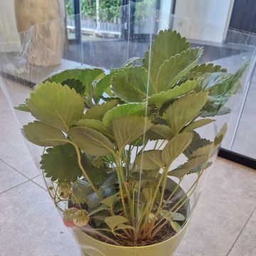 Fragaria x ananassa 'Ostara'