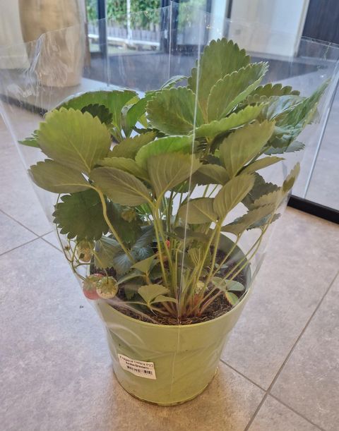 Fragaria x ananassa 'Ostara'