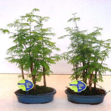 Metasequoia glyptostroboides