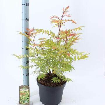 Sorbaria sorbifolia 'Sem'