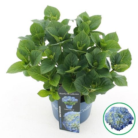 Hydrangea macrophylla ROYALTY FABOLO BLUE
