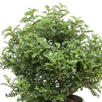 Operculicarya decaryi