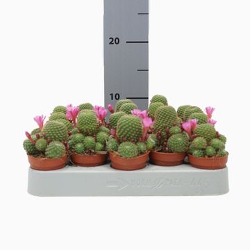 Rebutia muscula