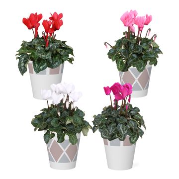 Cyclamen persicum SUPER SERIE S ALLURE MIX