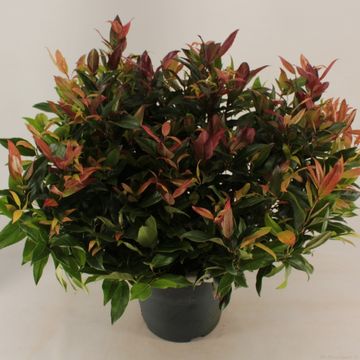 Leucothoe 'Zeblid'