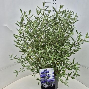 Caryopteris x clandonensis 'Heavenly Blue'
