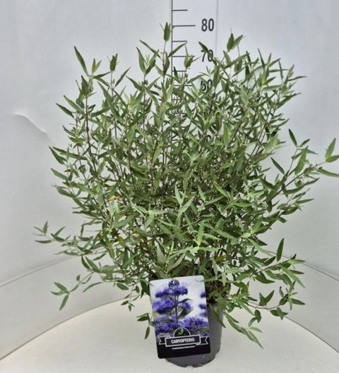 Caryopteris x clandonensis 'Heavenly Blue'
