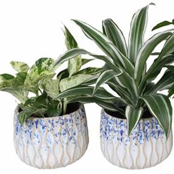 Φυτά εσωτερικού χώρου MIX