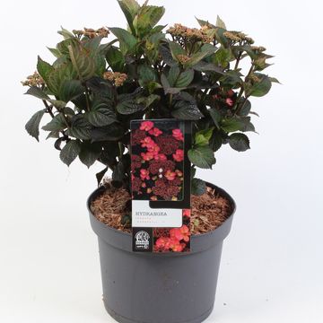 Hydrangea serrata DAREDEVIL