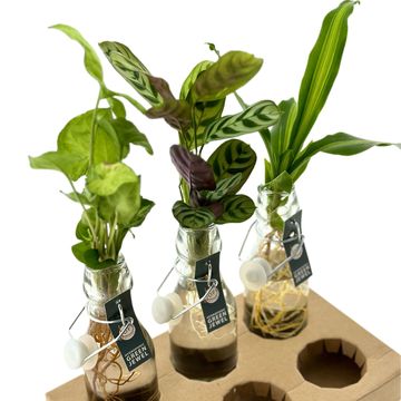 Composizione Houseplants