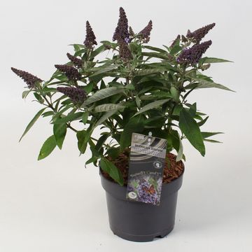 Buddleja davidii BUTTERFLY CANDY LILA SWEETHEART