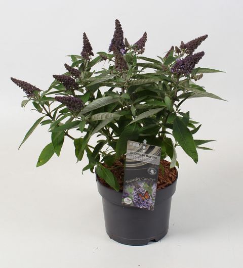Buddleja davidii BUTTERFLY CANDY LILA SWEETHEART
