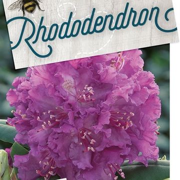 Rhododendron 'Азурро'