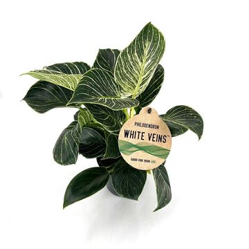Philodendron 'White Veins'