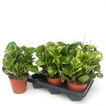 Peperomia 'Golden Gates'