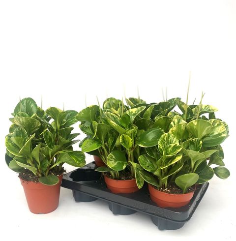 Peperomia 'Golden Gates'