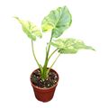 Alocasia odora 'Variegata'