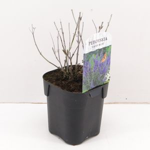 Perovskia atriplicifolia SILVERY BLUE (Hooftman boomkwekerij)