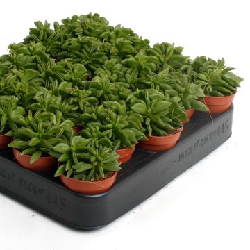 Peperomia ferreyrae 'Green Sparks'