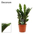 Zamioculcas zamiifolia ZENZI