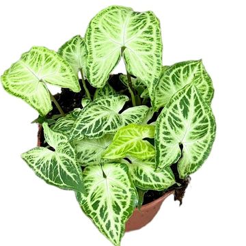 Syngonium 'Batik'