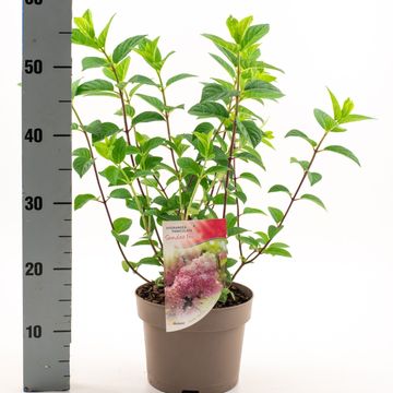 Hydrangea paniculata SUNDAE FRAISE