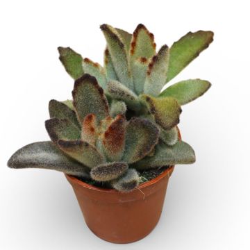 Kalanchoe tomentosa 'Coffee Bean'
