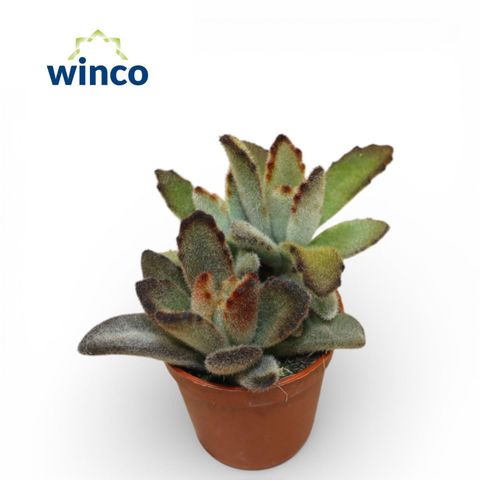 Kalanchoe tomentosa 'Coffee Bean'