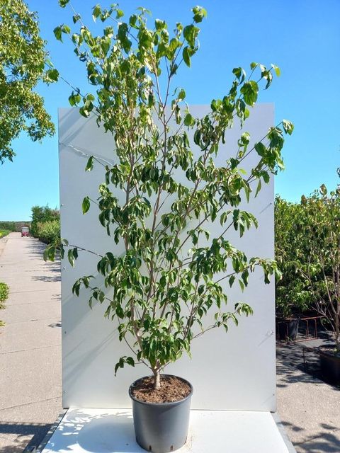 Cornus kousa 'China Girl'