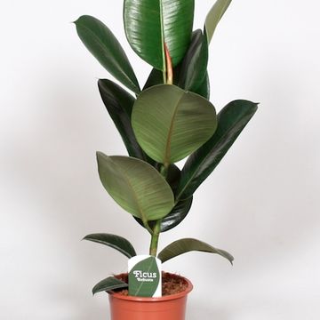 Ficus elastica 'Robusta'