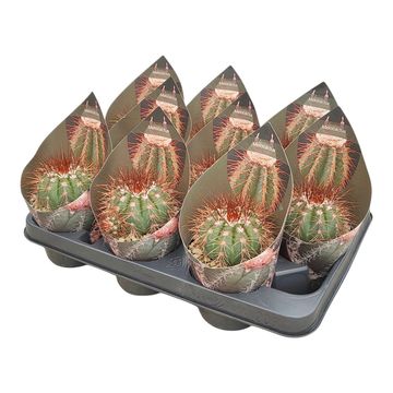 Melocactus diamantinus