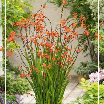 Crocosmia 'Red King'