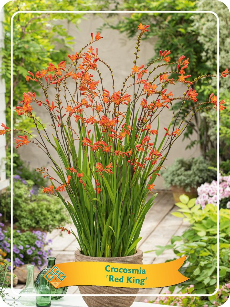Crocosmia 'Red King' — Plant Wholesale FlorAccess