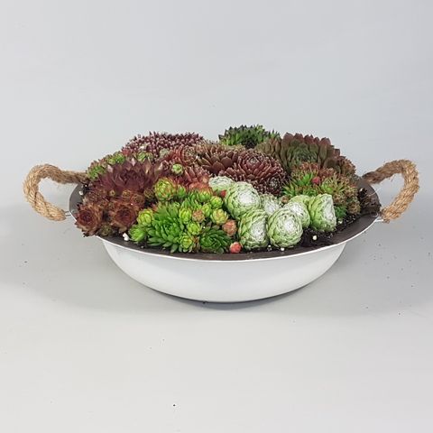 Sempervivum MIX