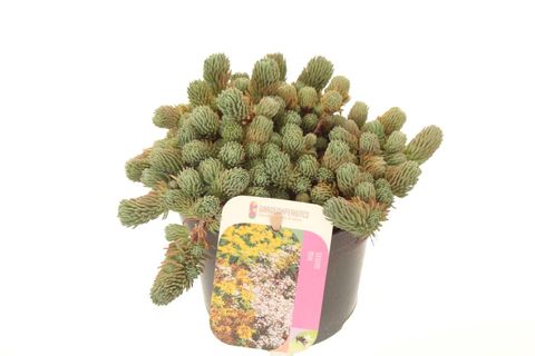 Sedum forsterianum 'Oracle'