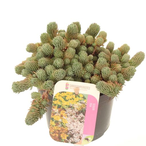 Sedum forsterianum 'Oracle'