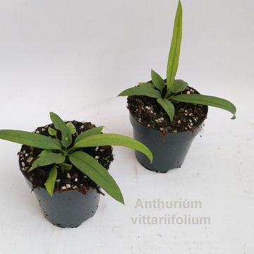Антуриум vittariifolium