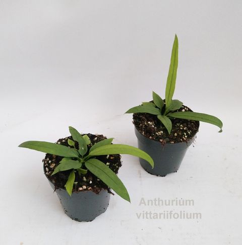 Anthurium vittariifolium