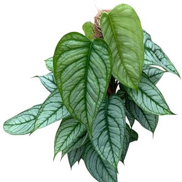 Monstera siltepecana 'El Salvador'