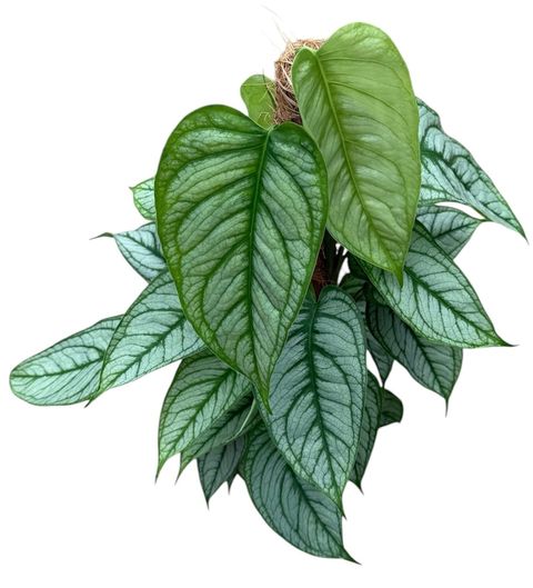 Monstera siltepecana 'El Salvador'