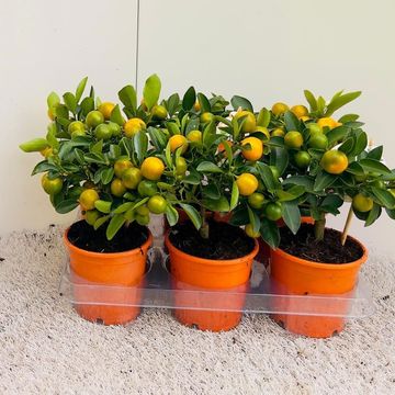 x Citrofortunella microcarpa