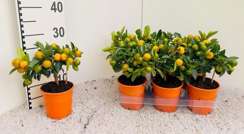 x Citrofortunella microcarpa